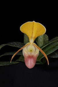 Paph. helenae Huntington's Jewel HCC 78 pts.